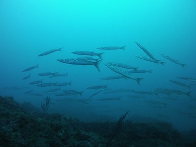 barracudas