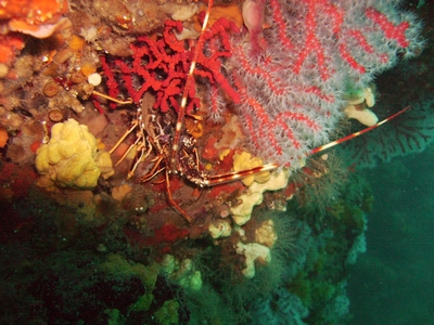 langouste et corail