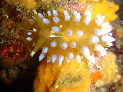 nudibranche